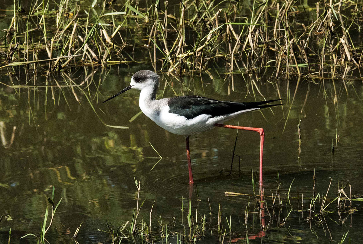 Himantopus himantopus