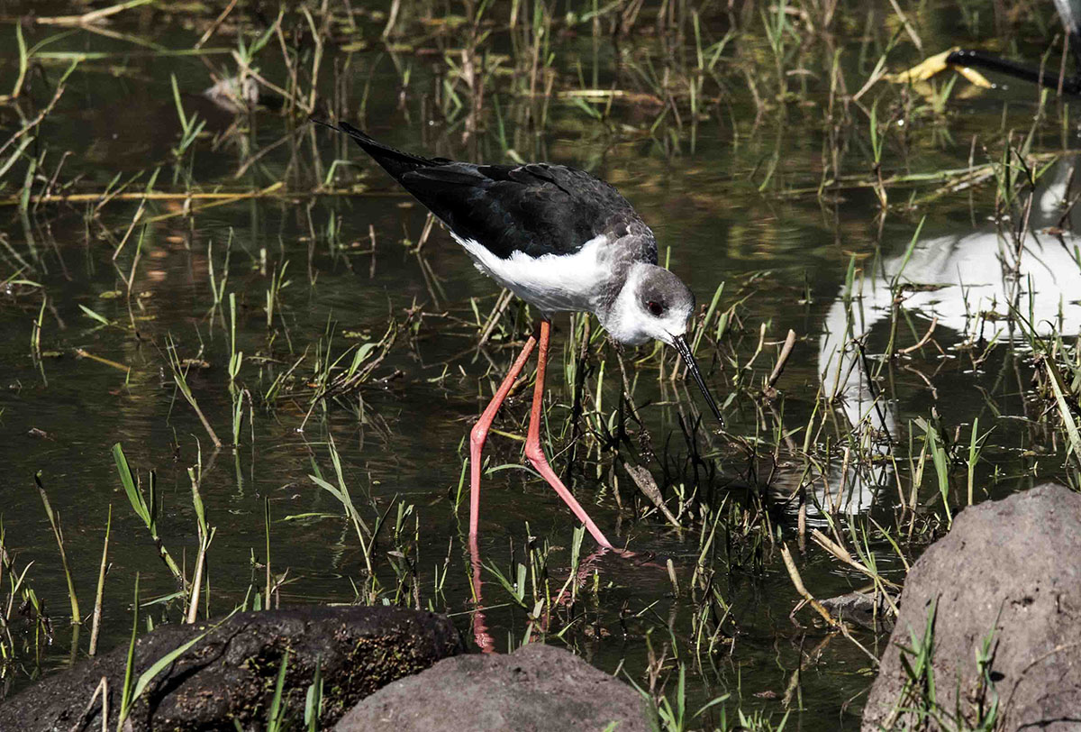 Himantopus himantopus