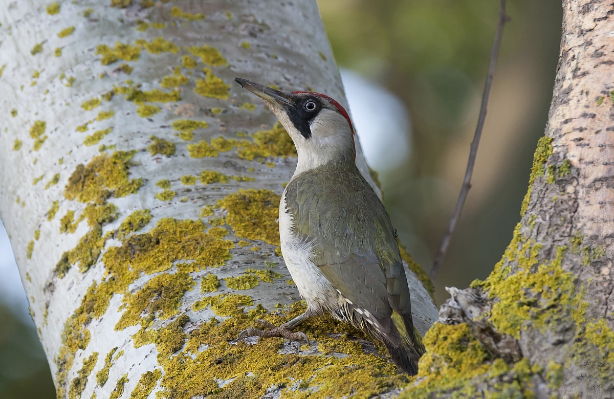 Picchio Verde femmina.