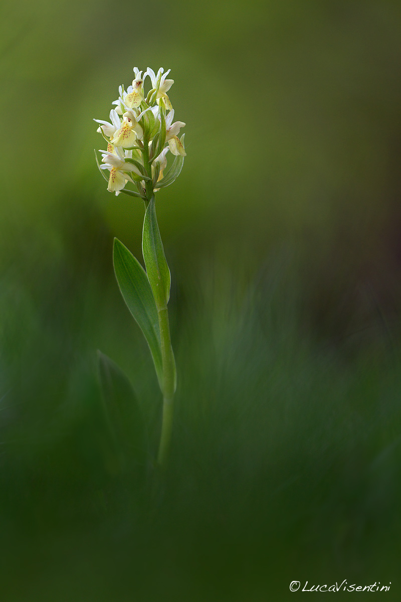 Dactyloriza sambucina