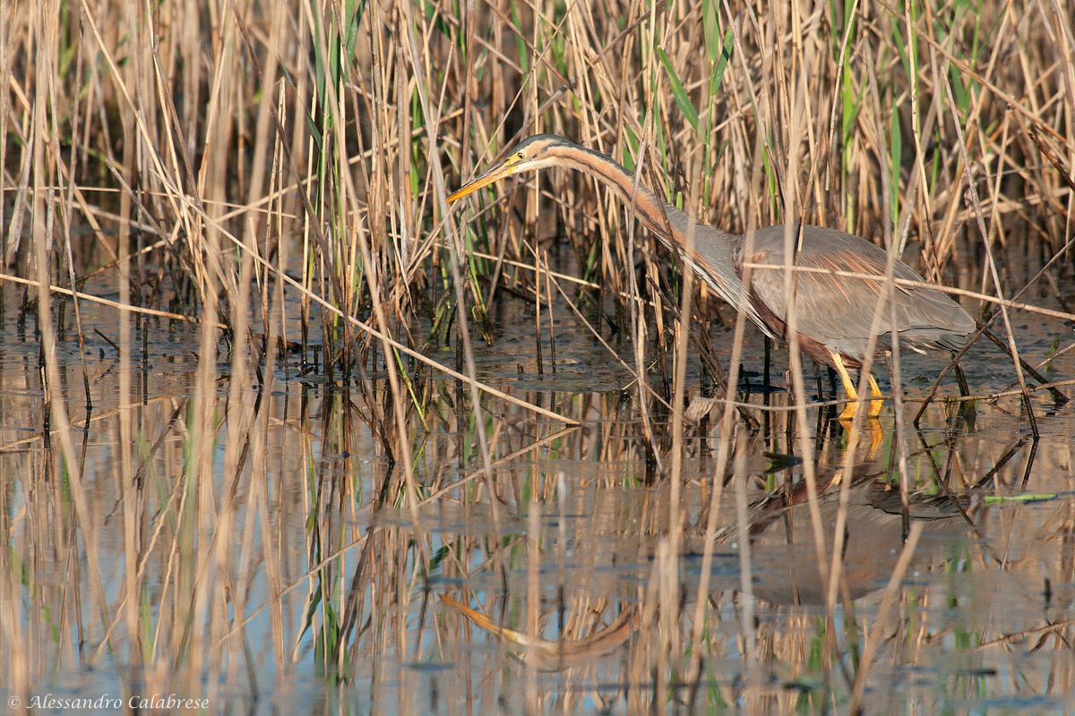 Riflessi nel canneto