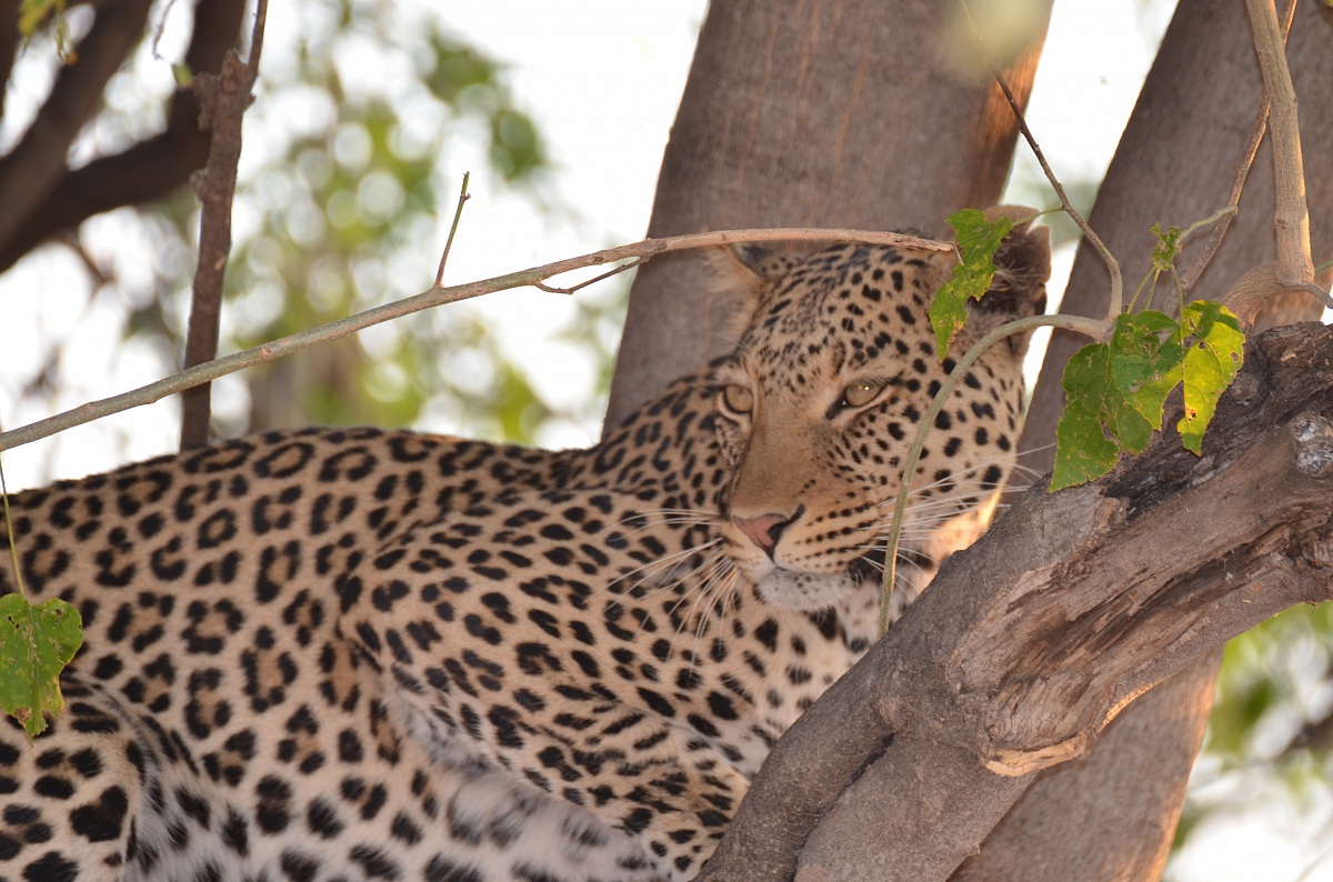 Leopardo in Botswana
