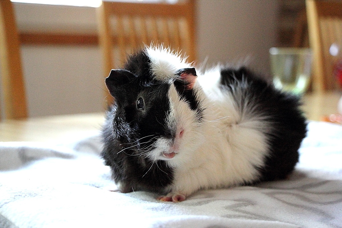 Il nostro RRI guineapig