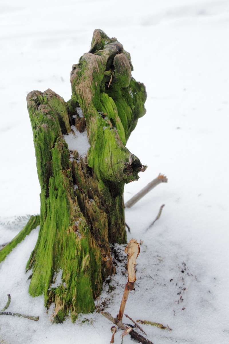 Stump middle of snow
