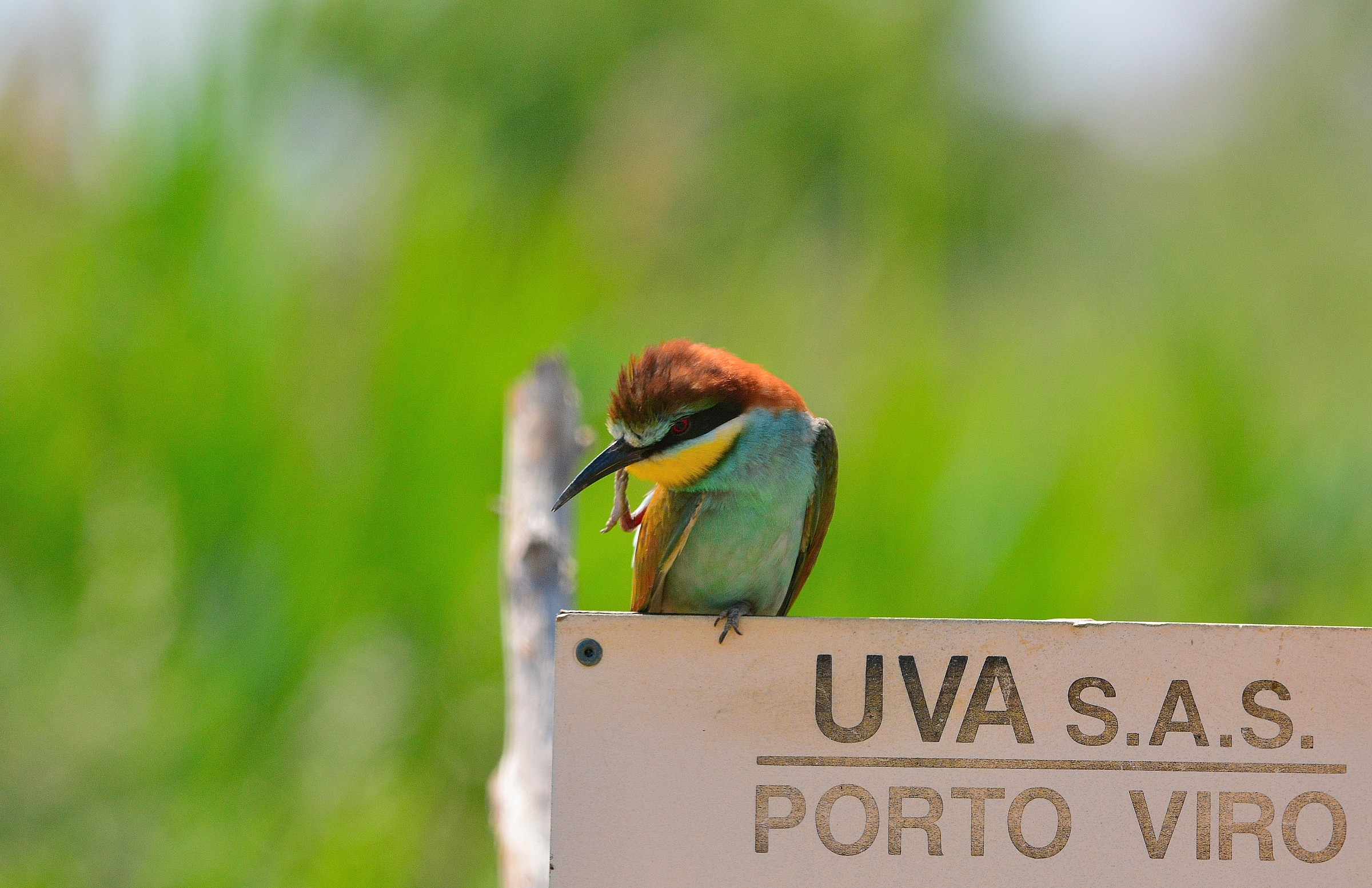 Bee-Eater in