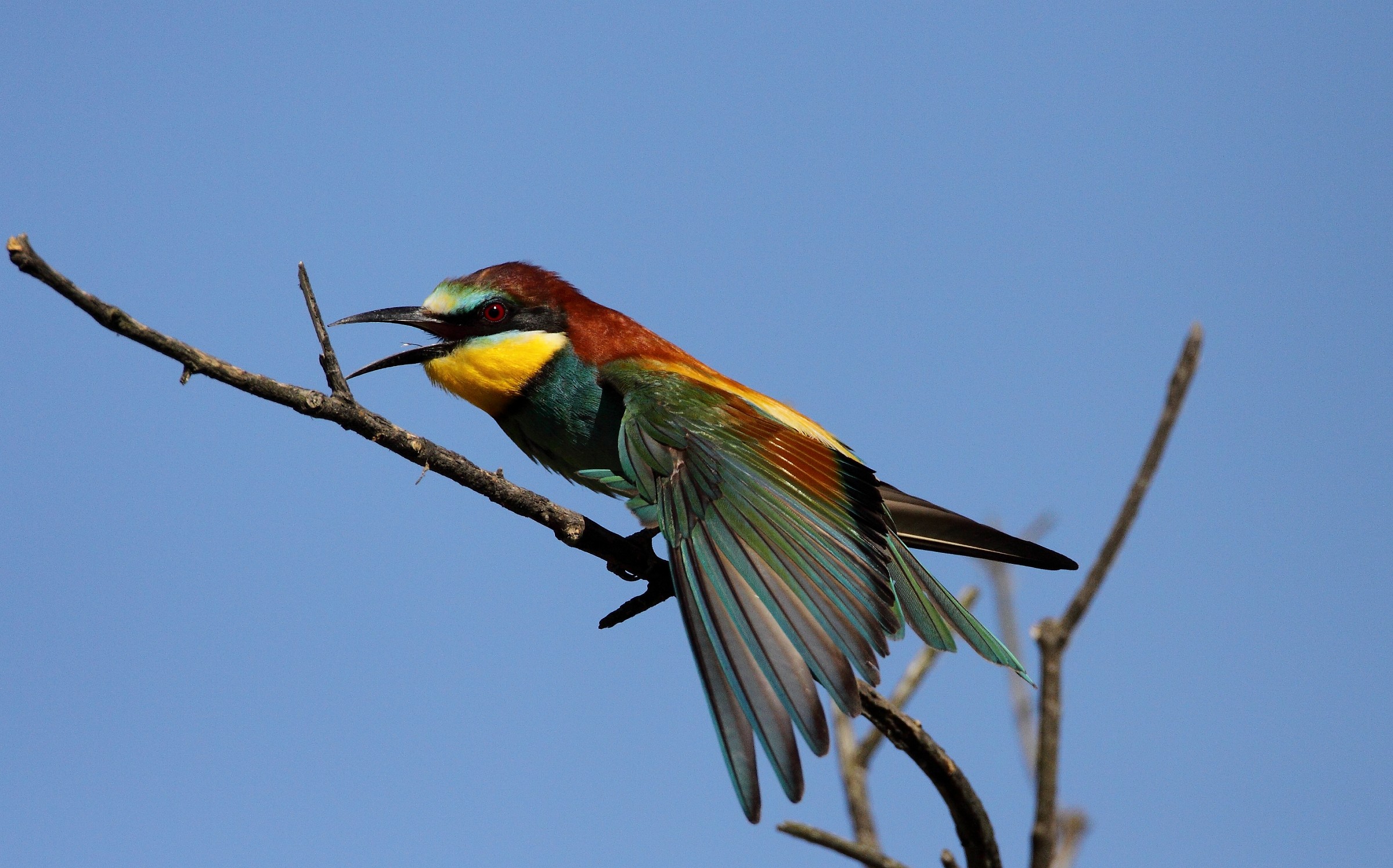 bee-eater
