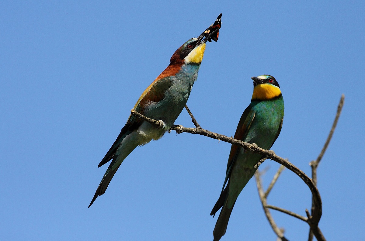 bee-eaters exchange of food