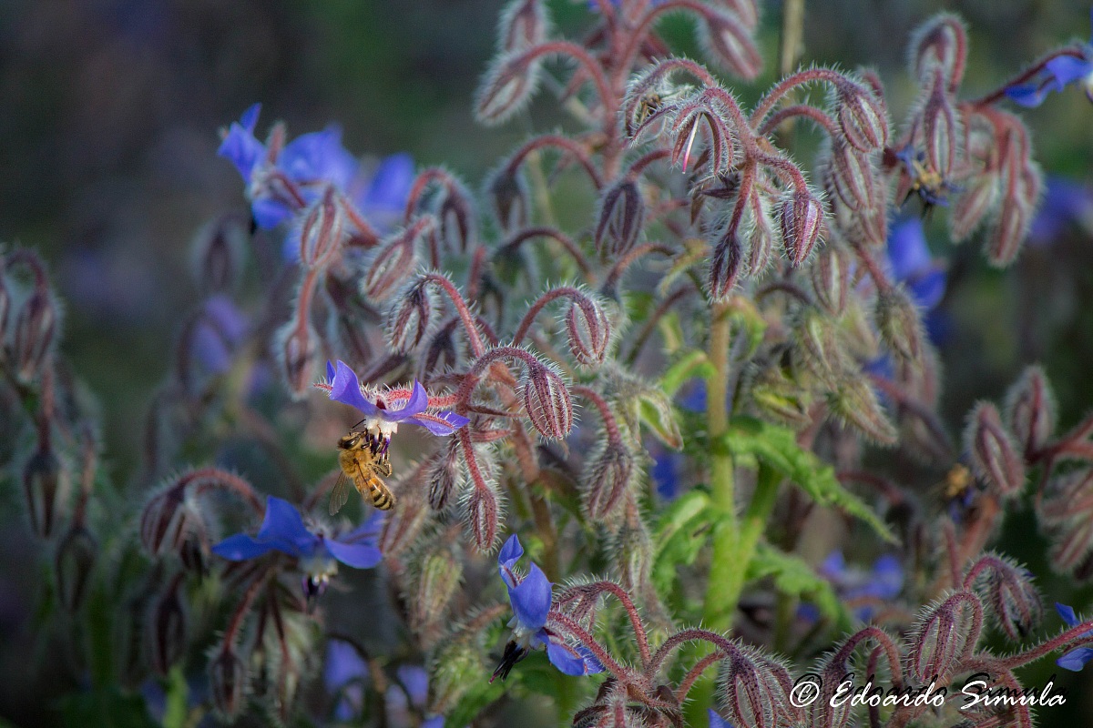 Borago officinalis
