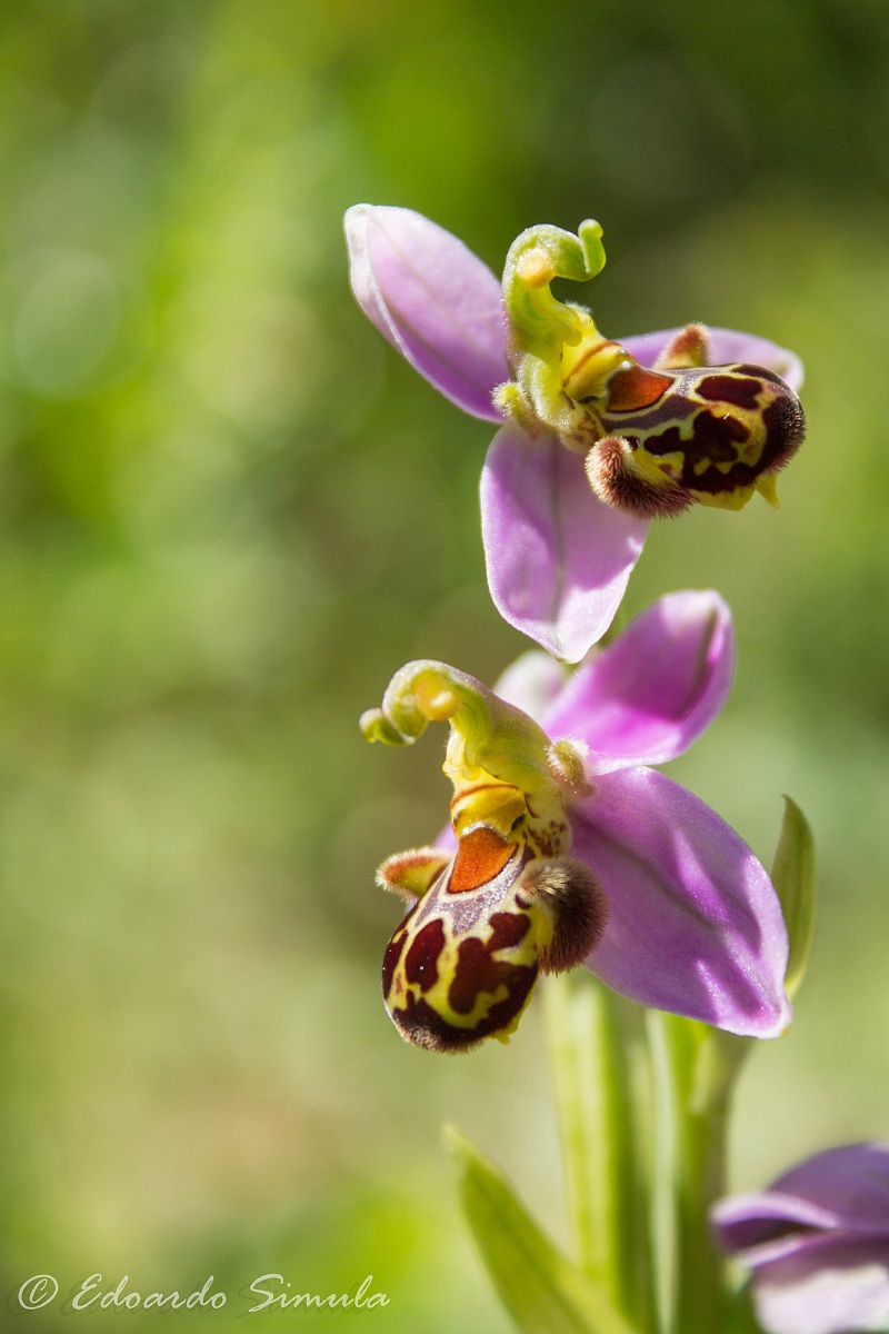 Ophrys apifera