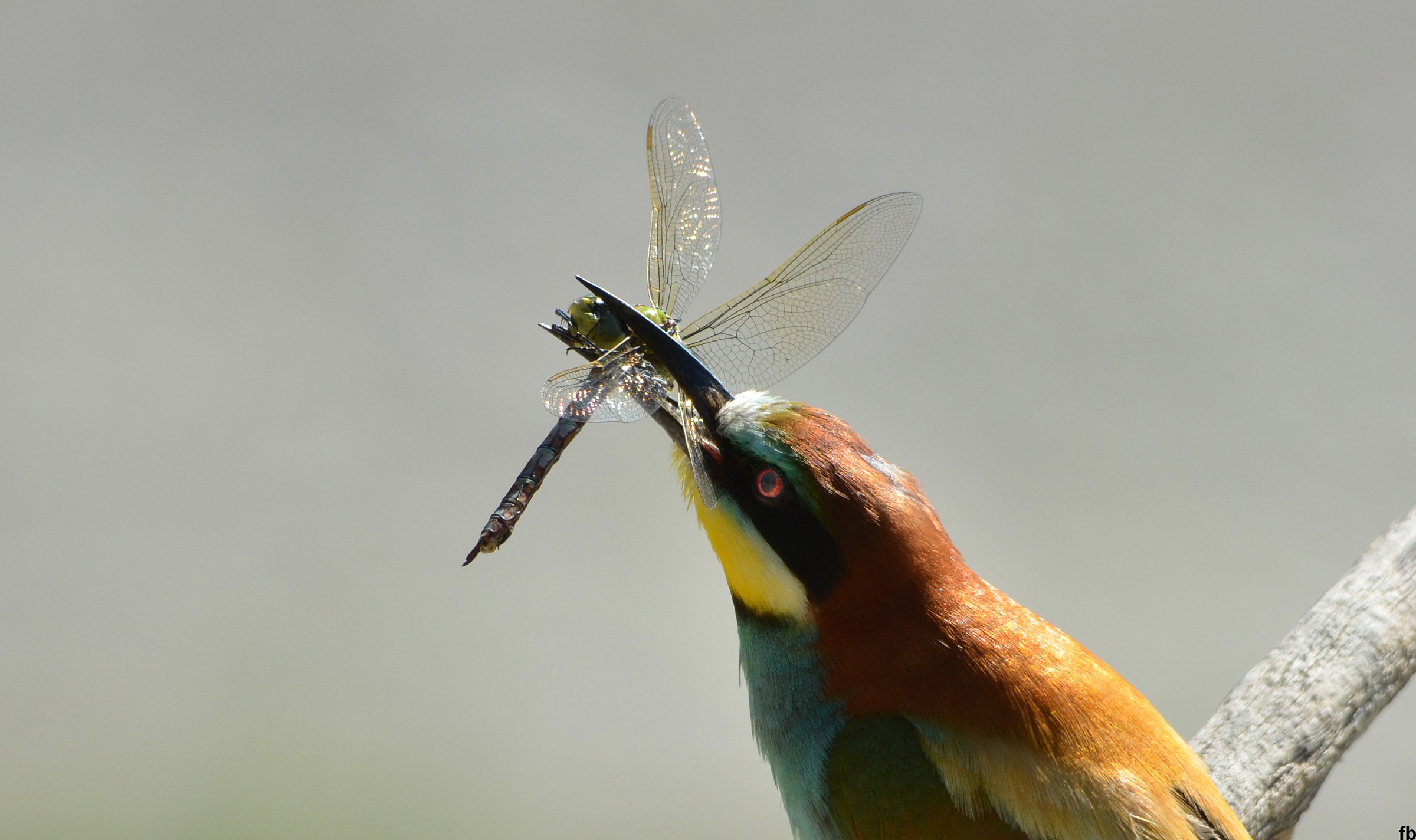 gruccione con libellula
