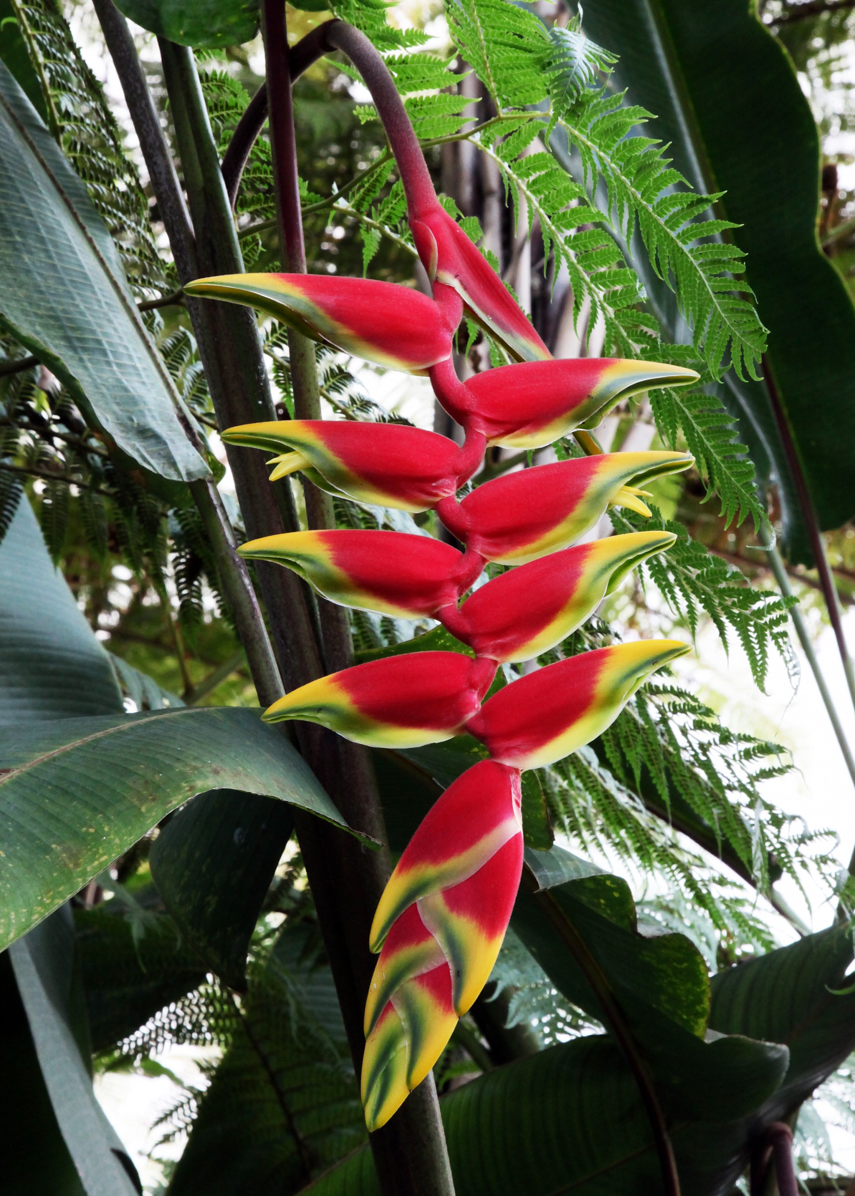 Heliconia Rostrata