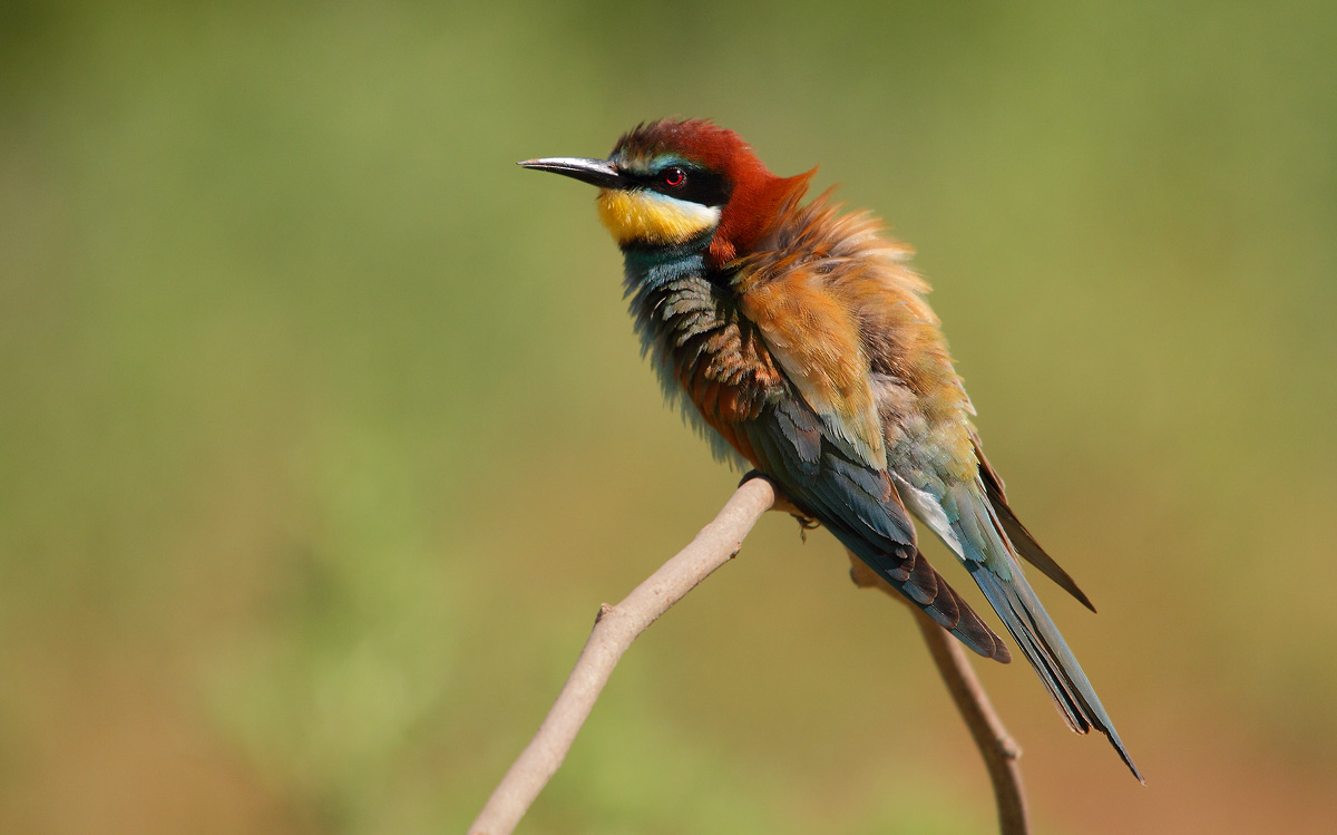 Bee-Eater
