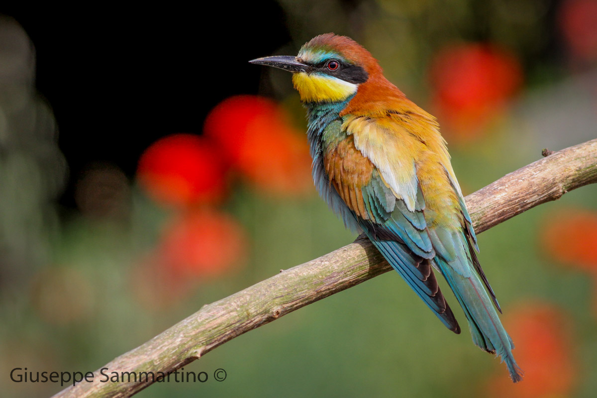 Bee-eaters