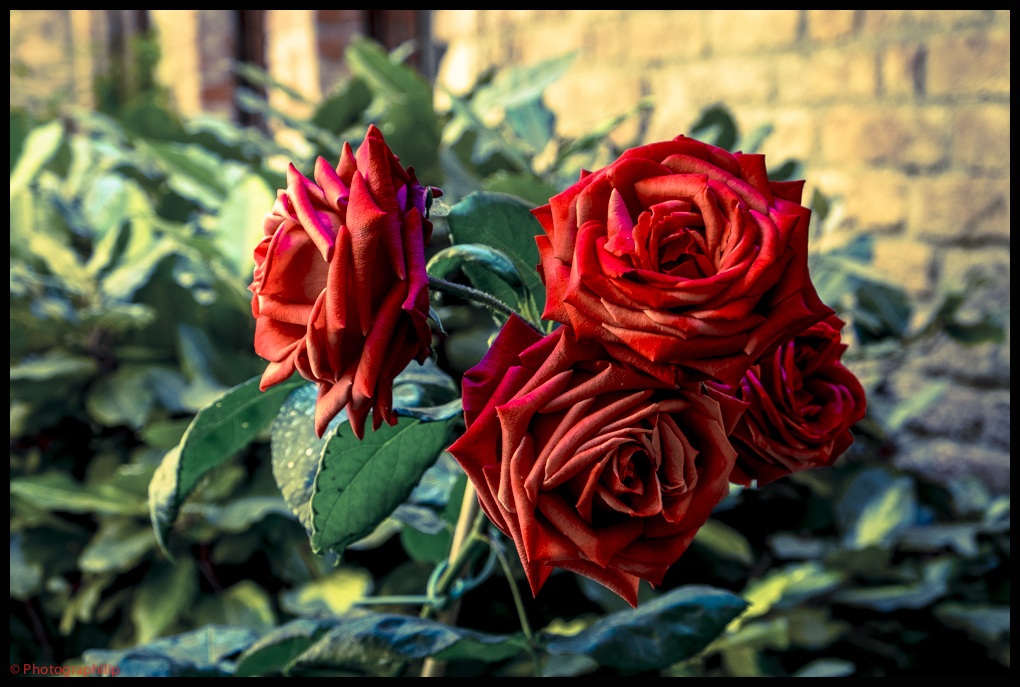 Una Rosa è una Rosa è una Rosa