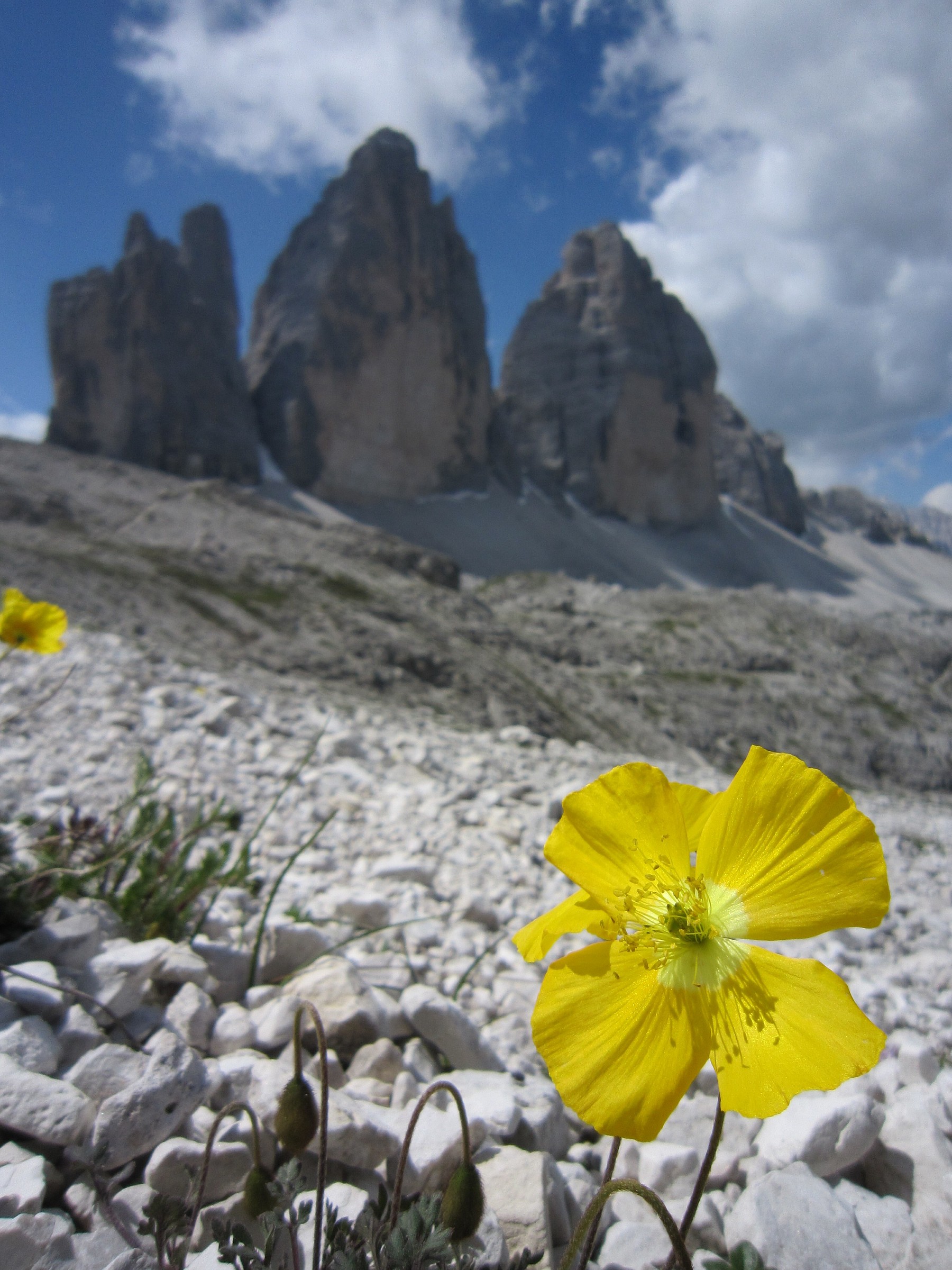 lavaredo three peaks in the background of an alpine poppy