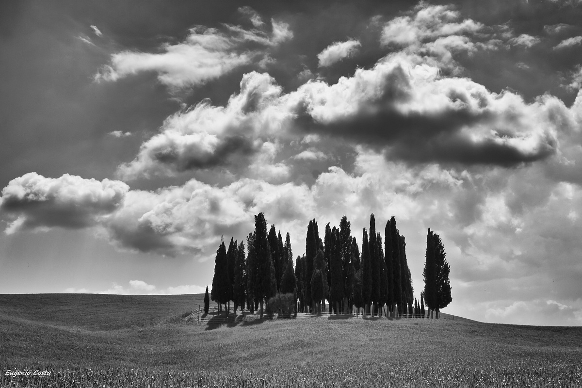 The forest of cypress trees - Val d'Orcia