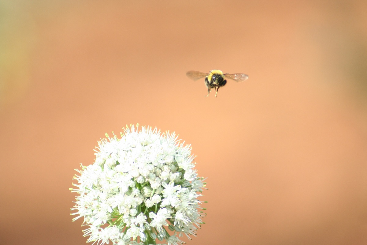 in flight