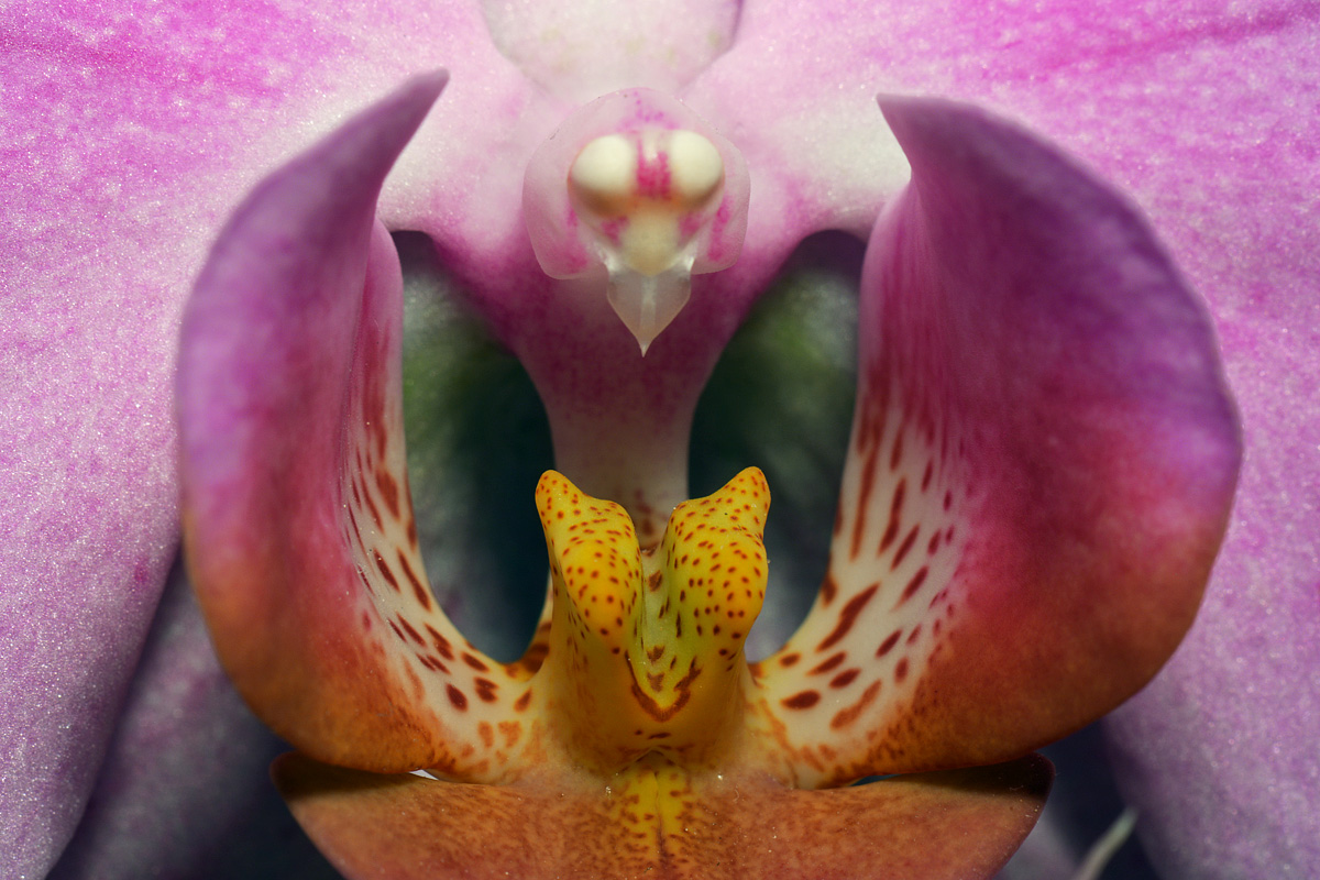 Orchid