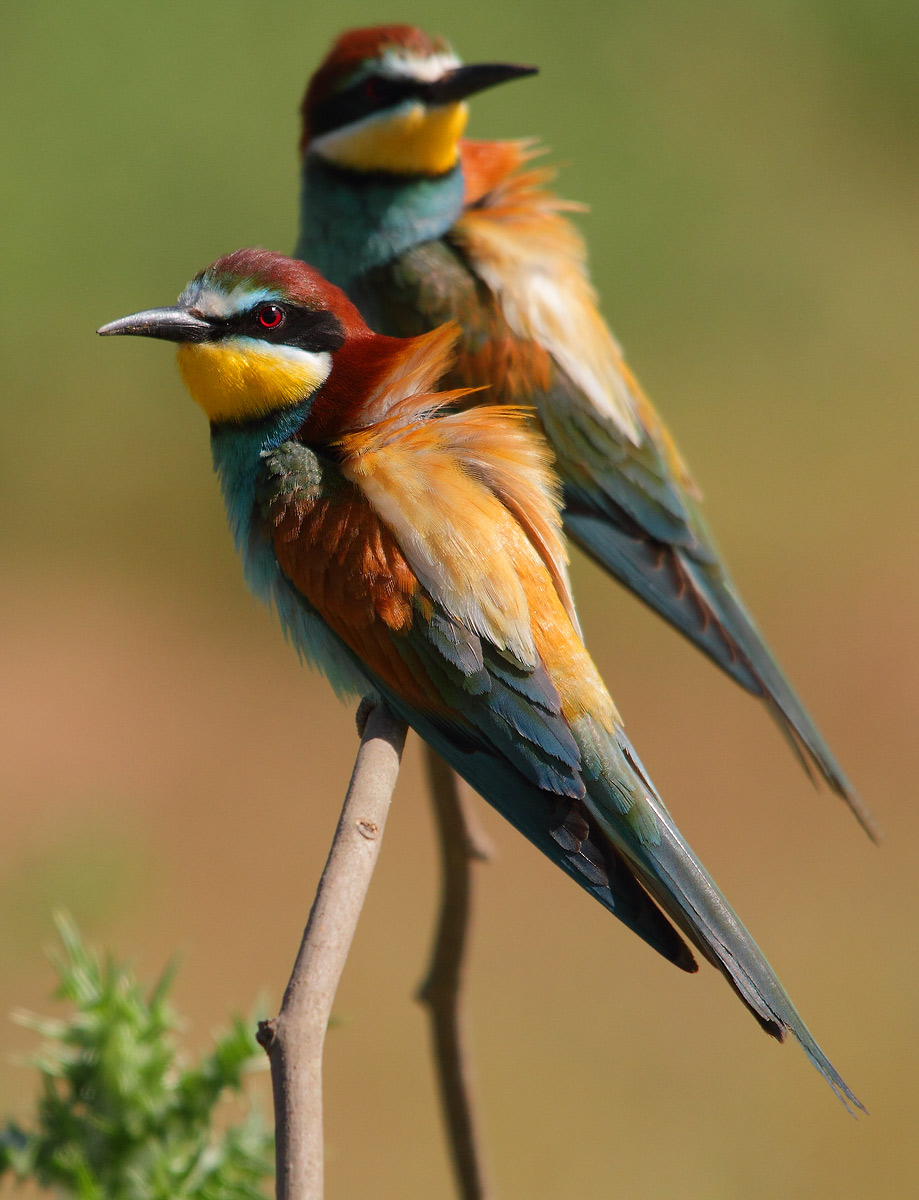 Bee-eaters