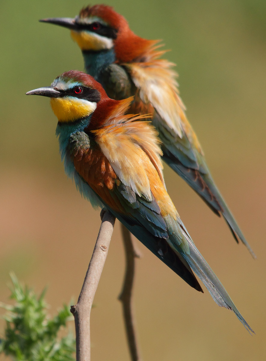 Bee-eaters