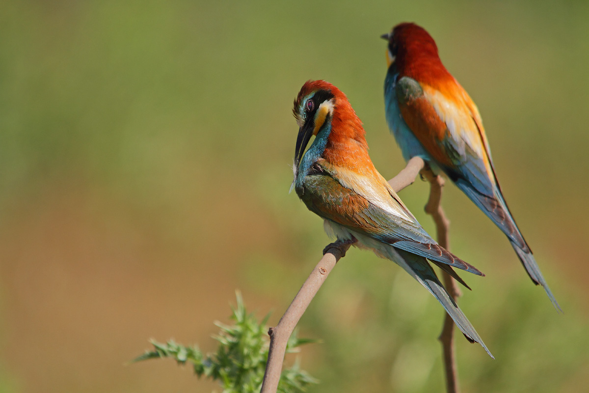 Bee-eaters