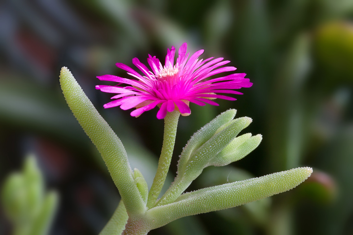 Fiore di pianta grassa