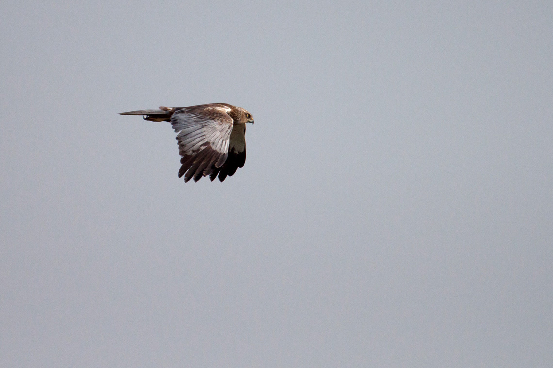 Marsh Harrier