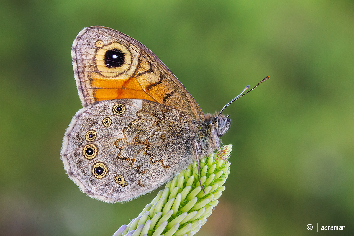 Lasiommata maera #Nymphalidae