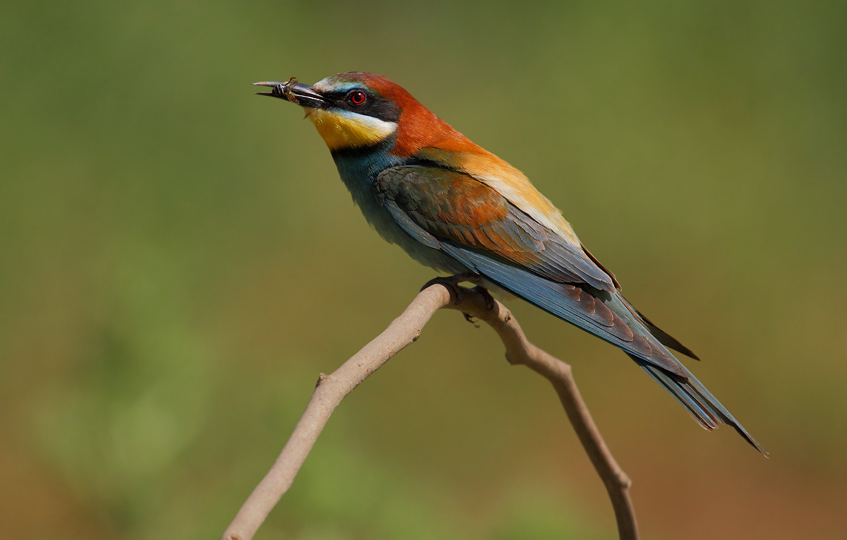 Bee-Eater