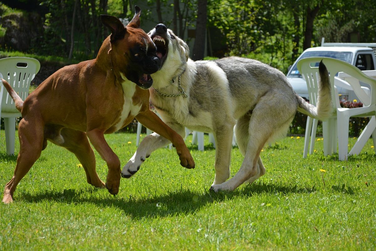 Ares vs Axel