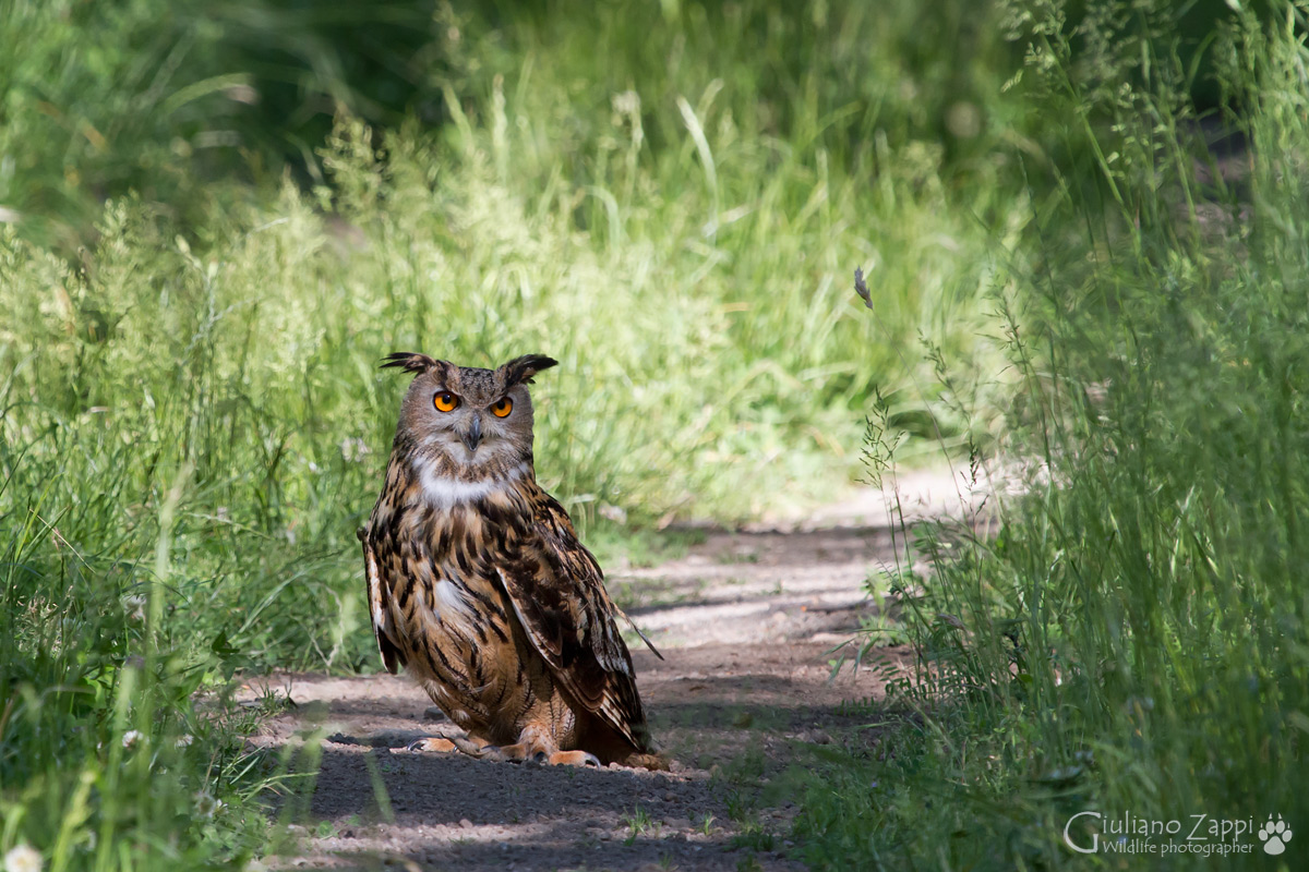 The eyes of the forest.