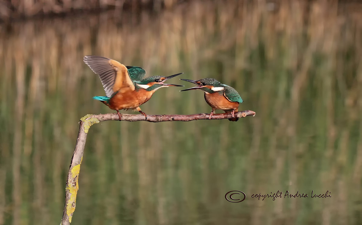 scaramuccia fra martini