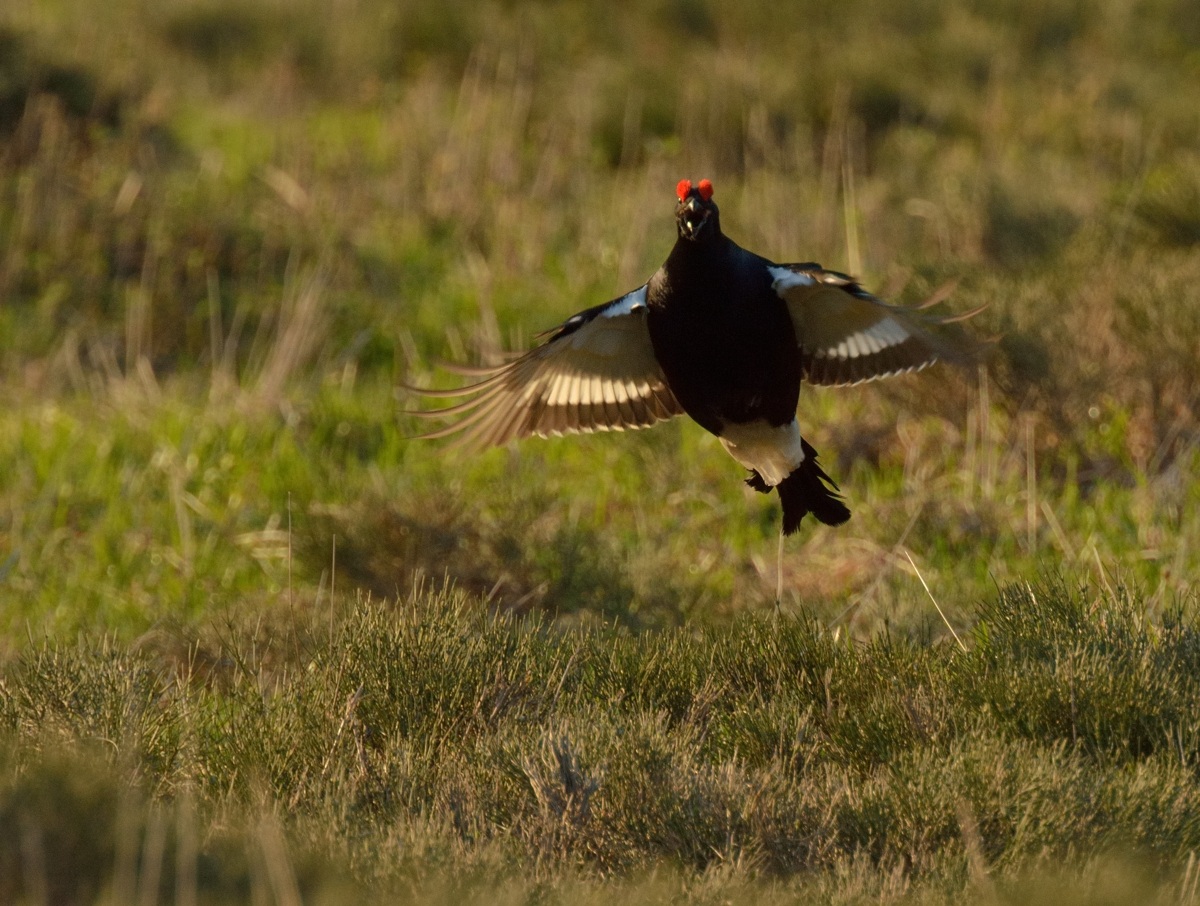 The song of the grouse