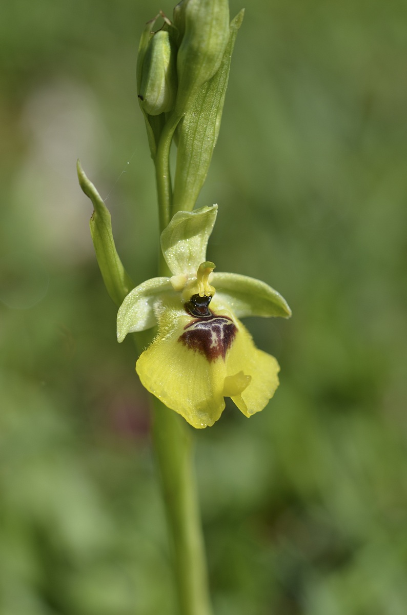 Ophrys lacaitae