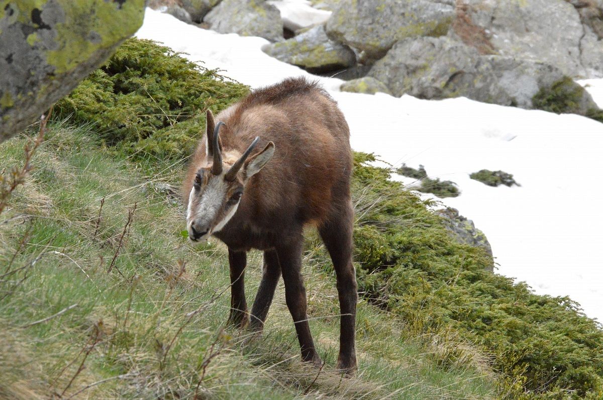 camoscio curioso ma affamato