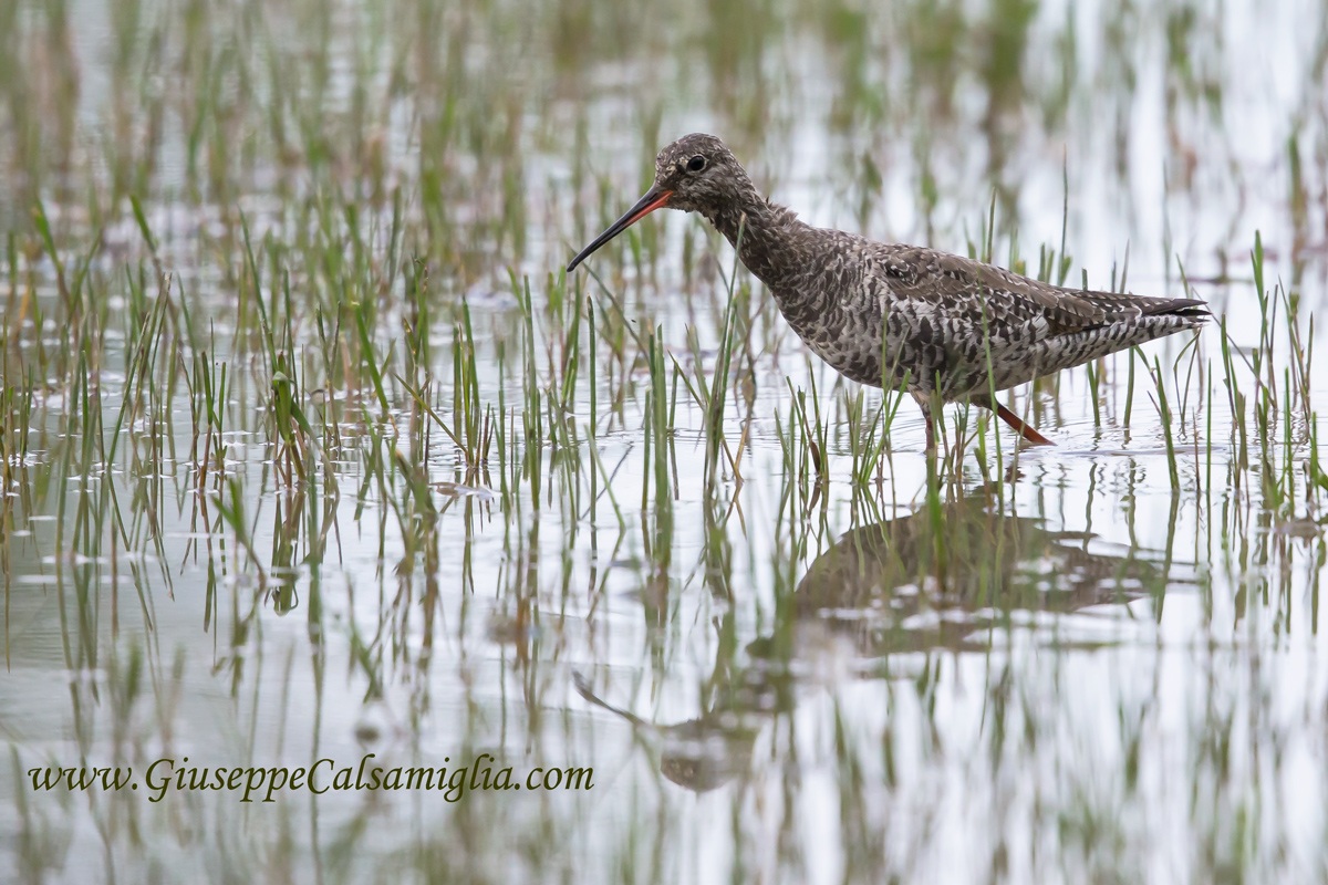Spotted Redshank