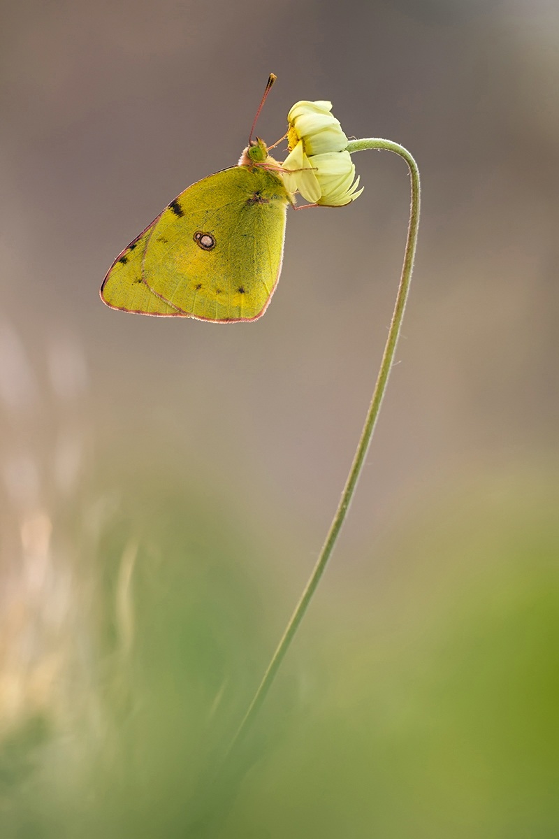 colias crocea