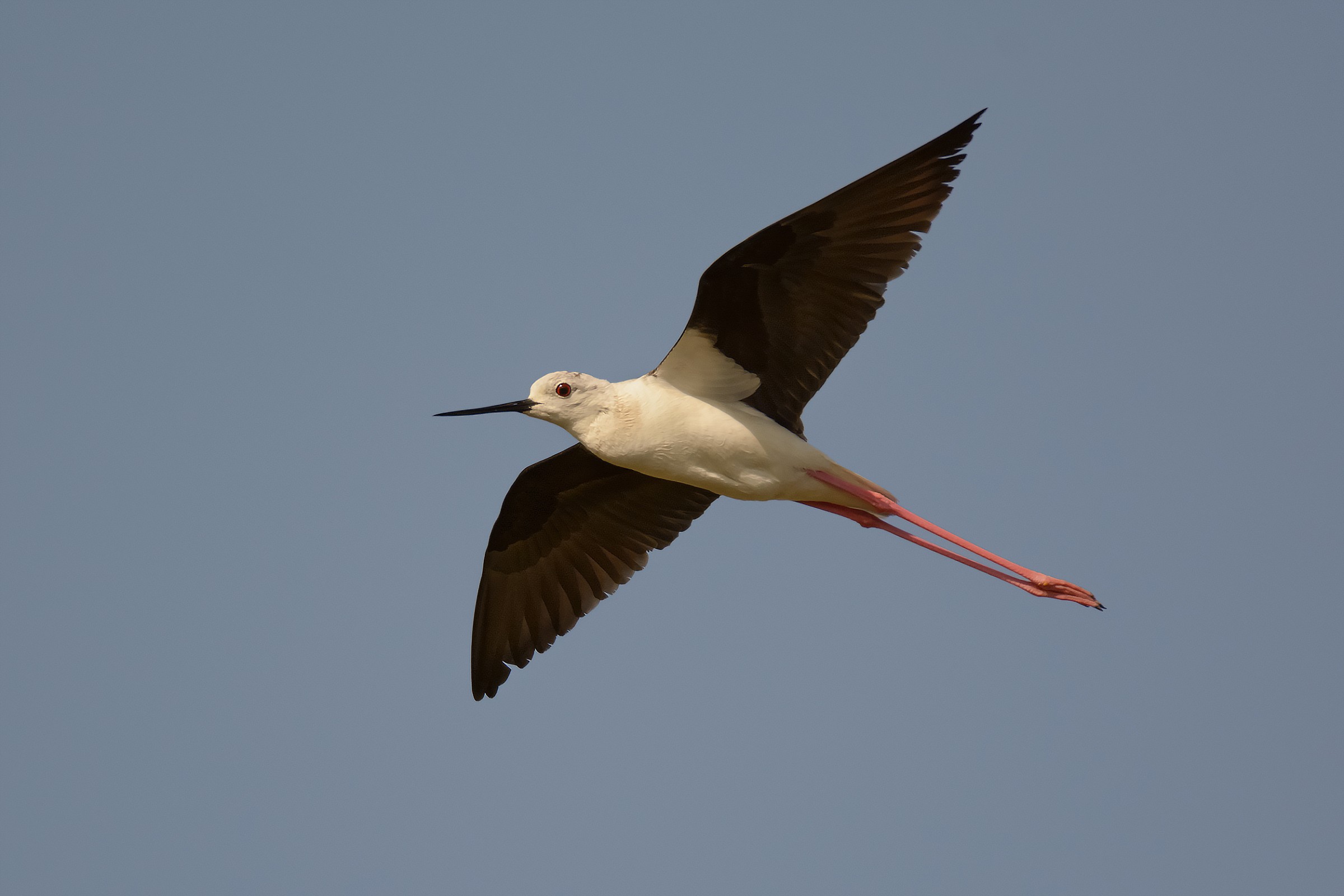 Cavaliere in volo ravvicinato