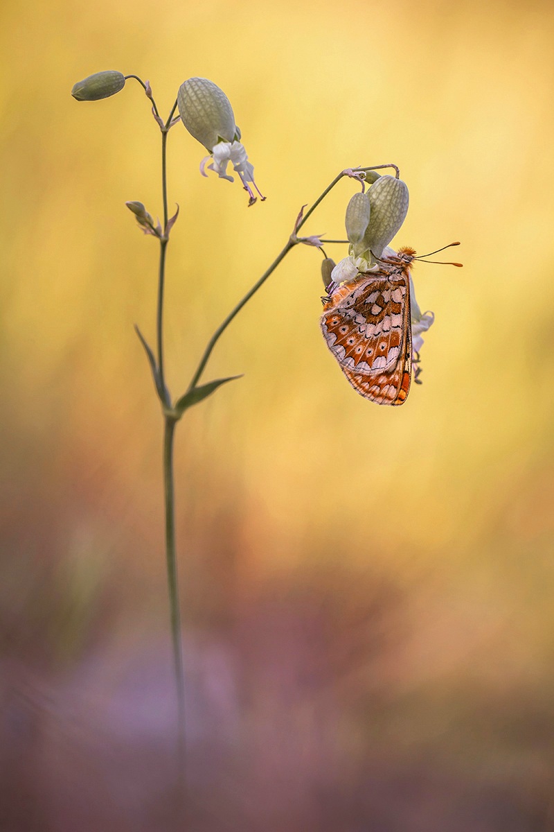Marsh fritillary