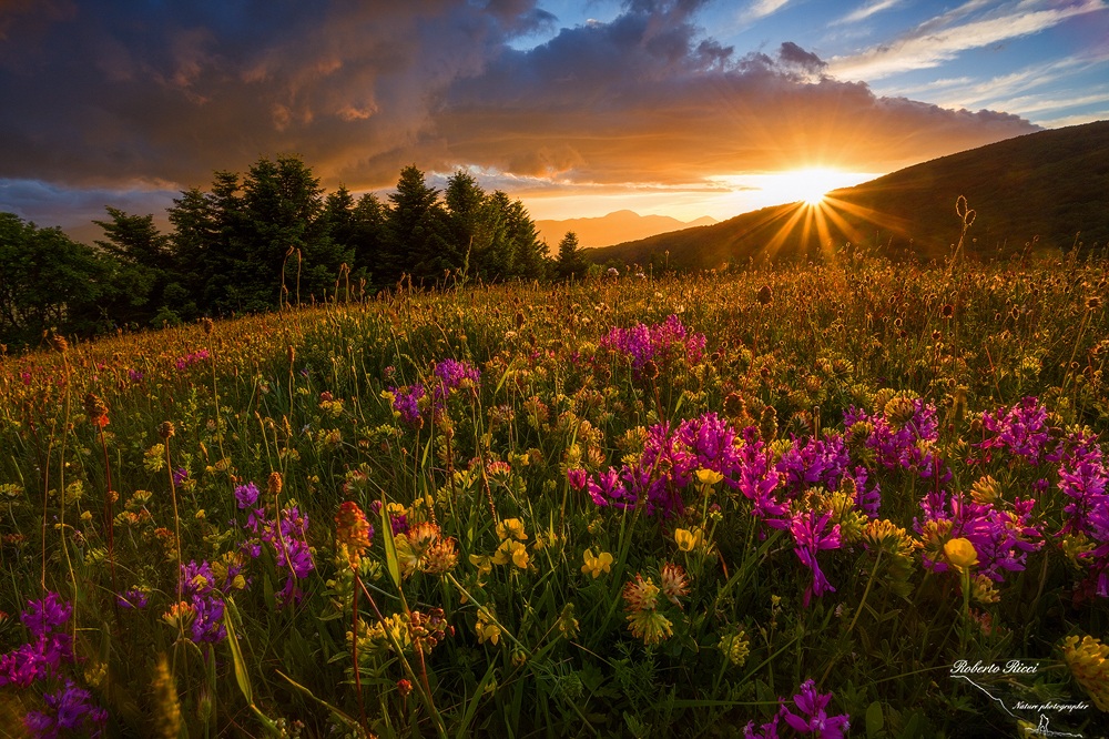 Among the flowers lying down