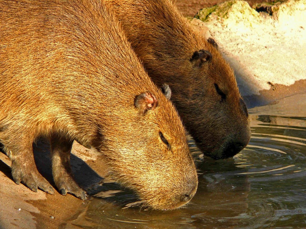 Capibara assetati