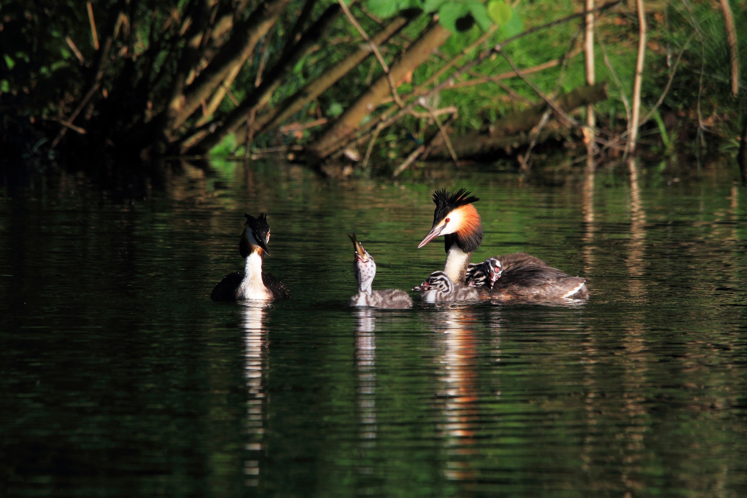 The dinner of the Grebes