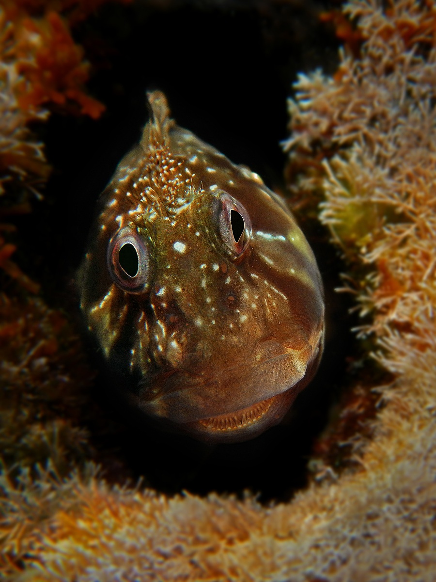 Portrait of Scartella cristata