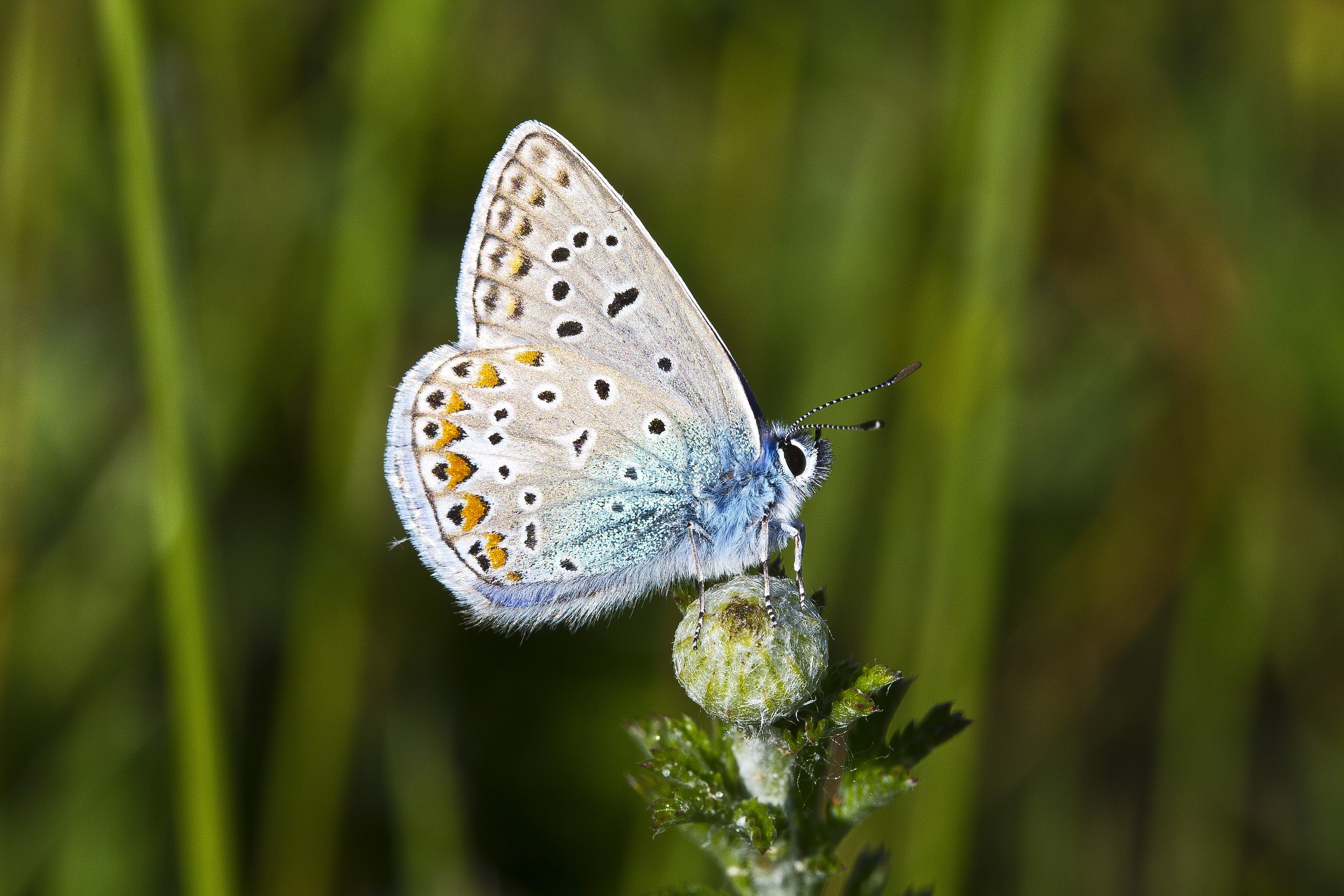Polyommatus icarus
