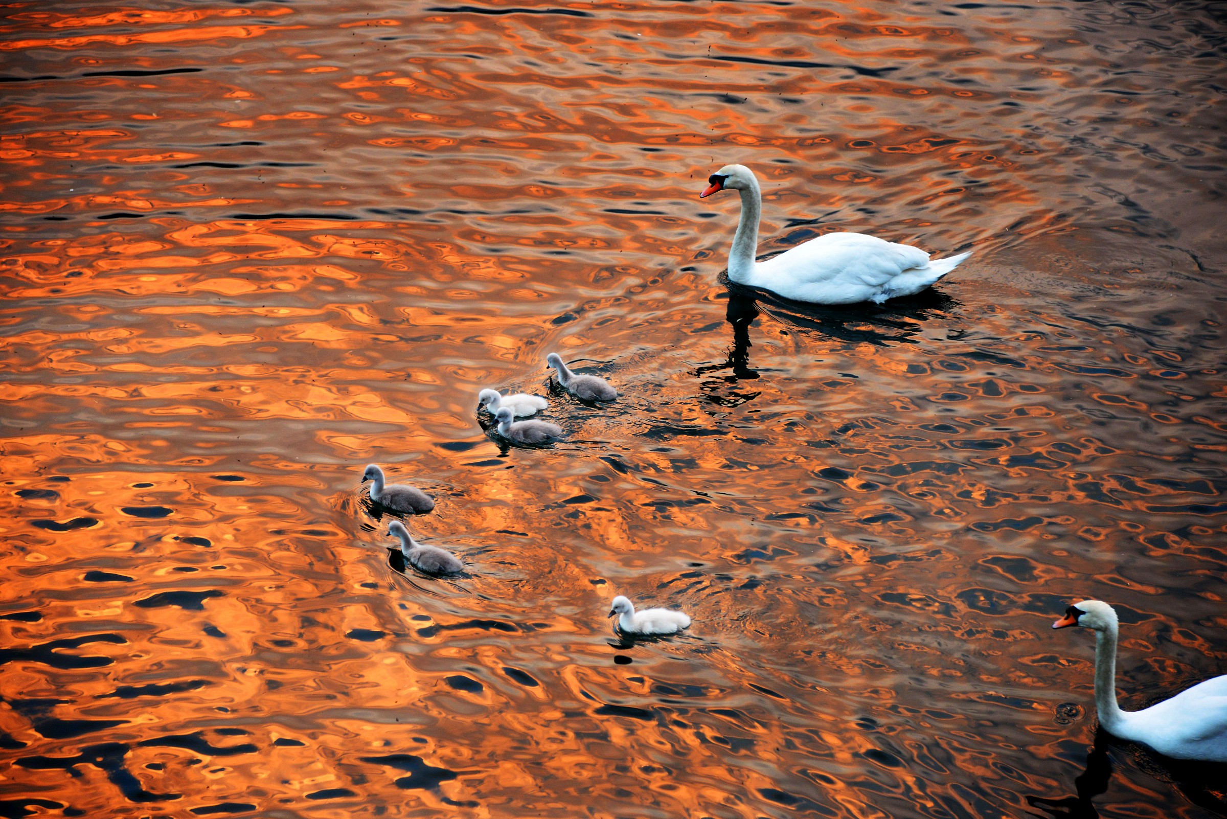 Famigliola al tramonto