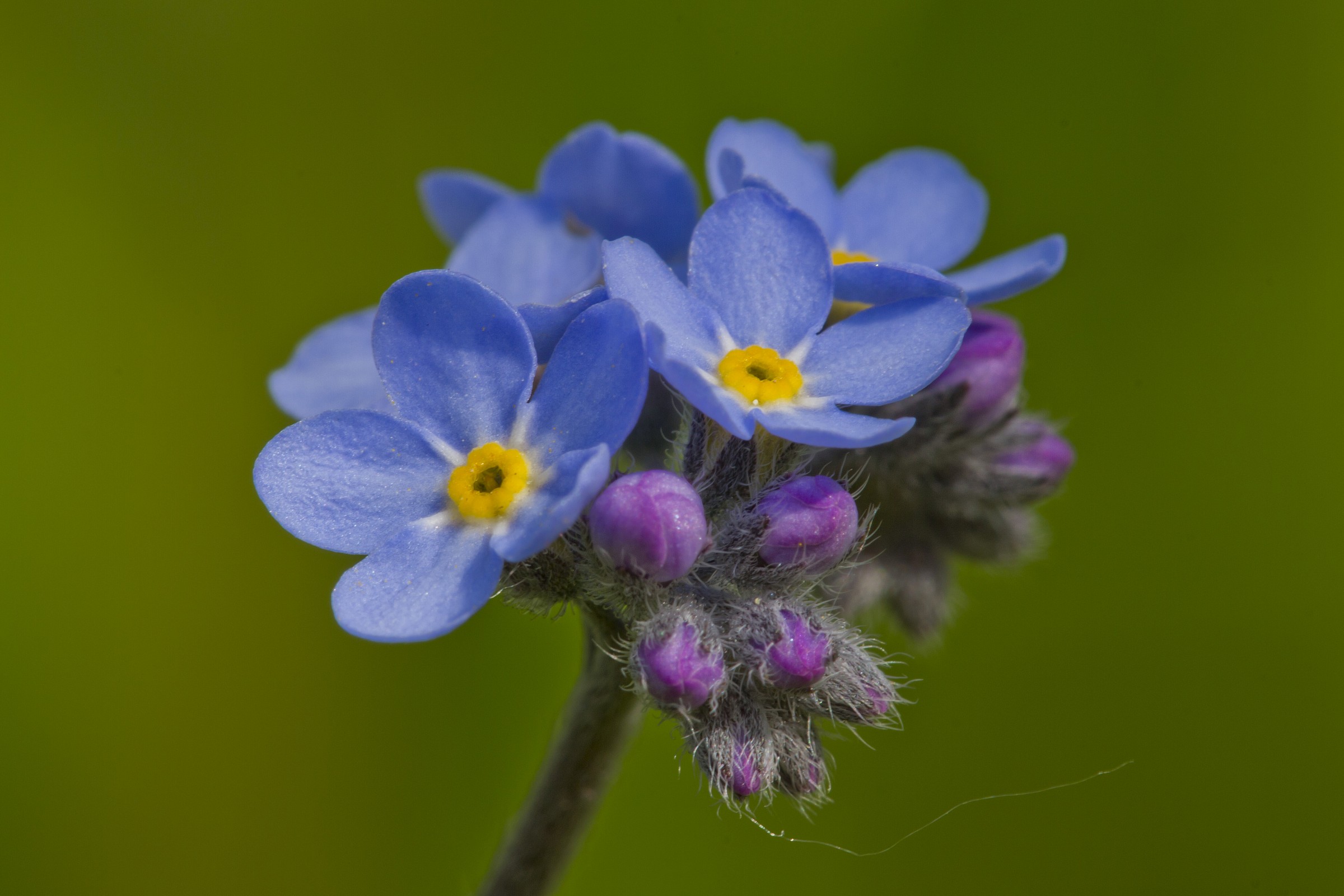 Non ti scordar di me