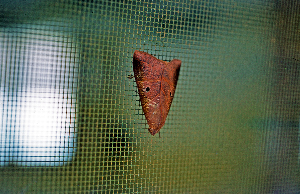 Falena Camerun diapositiva 1982