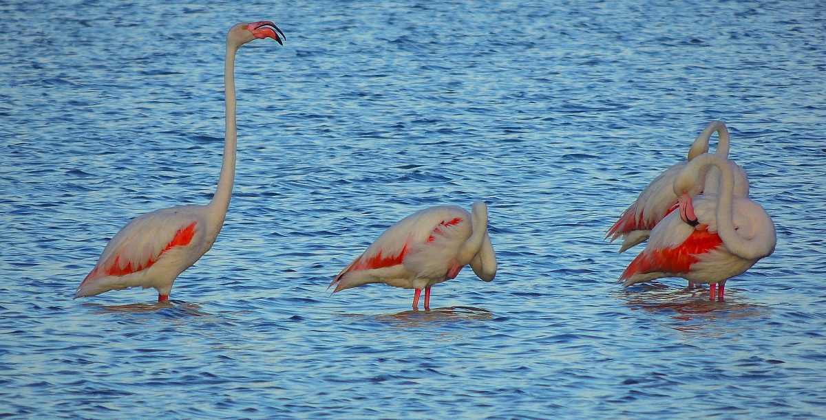Flamingos at the pond Notteri.