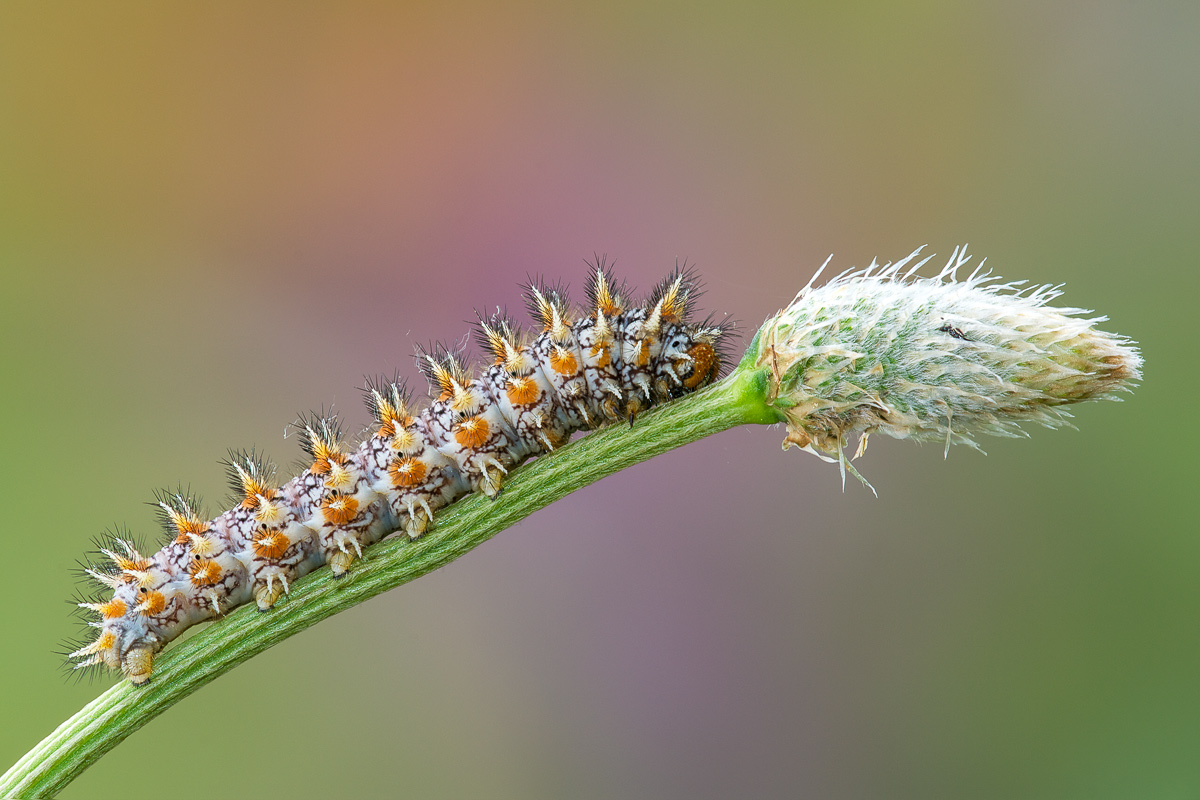 Caterpillar Melitaea didyma