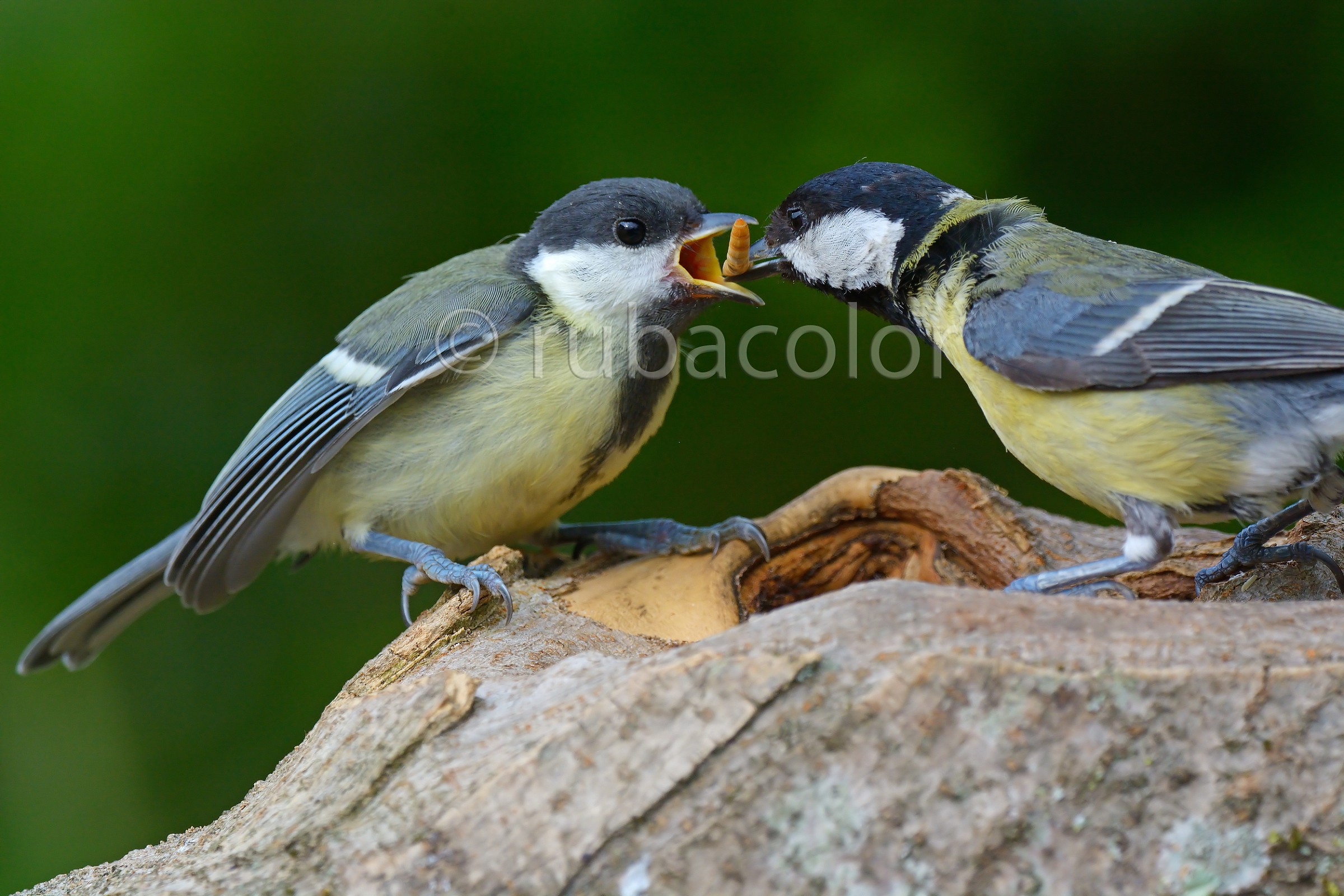 L'imbeccata della cinciallegra